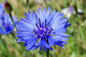 Generic Bachelor Button seeds showcase tall blue cornflowers ideal for cutting and pollinator gardens.