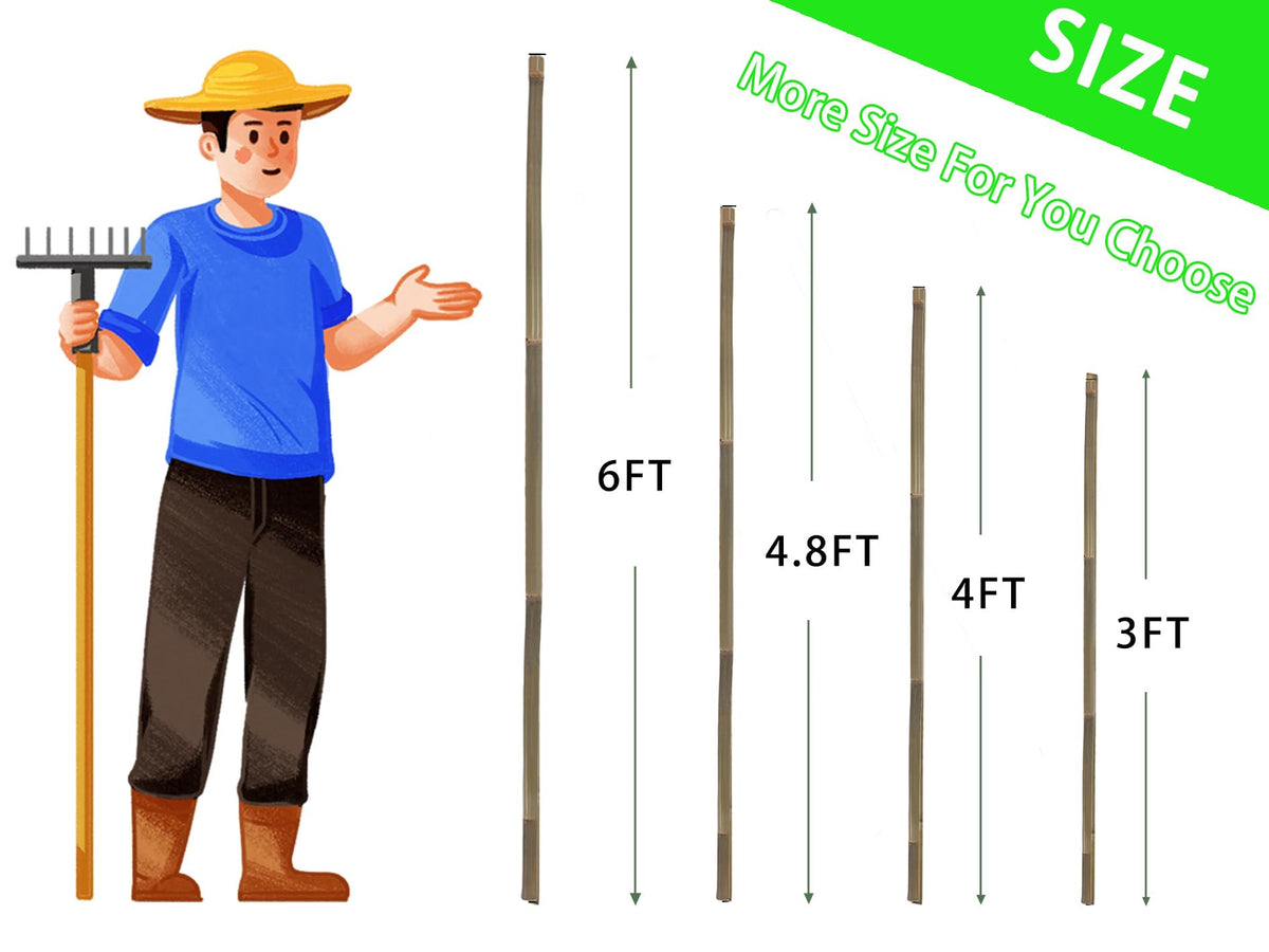 Generic Bamboo Stakes for beans helps create neat climbing trellises