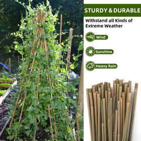 Generic Bamboo Stakes ideal for indoor outdoor use with versatile placement