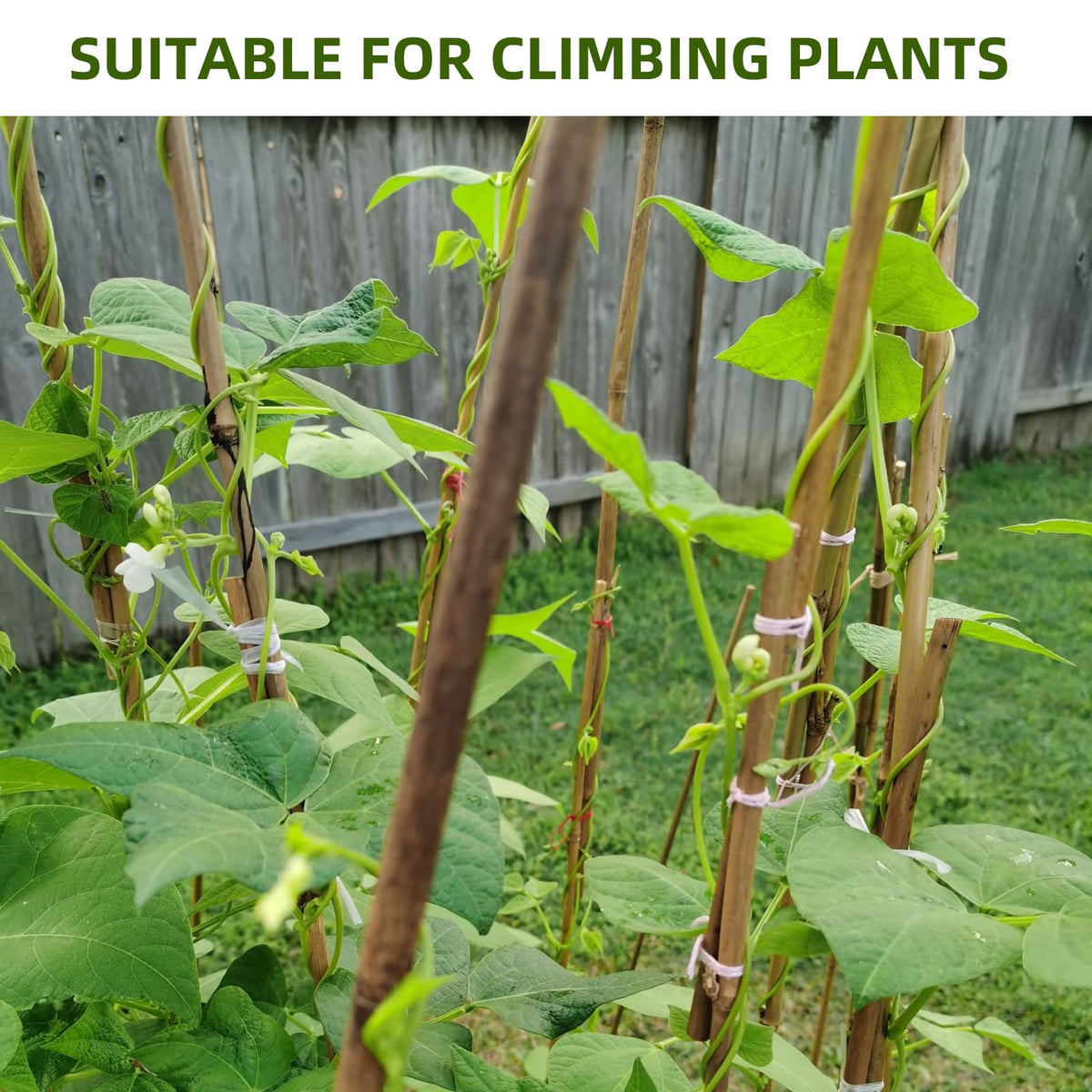 Generic Bamboo Stakes tomato support keeps tomato vines upright and tidy