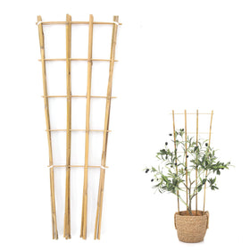 Generic Bamboo Trellis with a fan-shaped design supports indoor climbing plants.