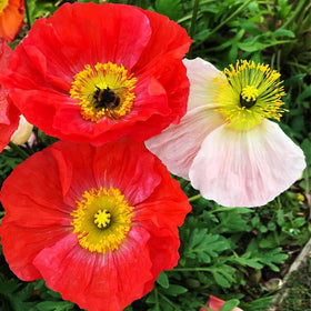 Generic bees visiting poppies in a sunlit garden setting