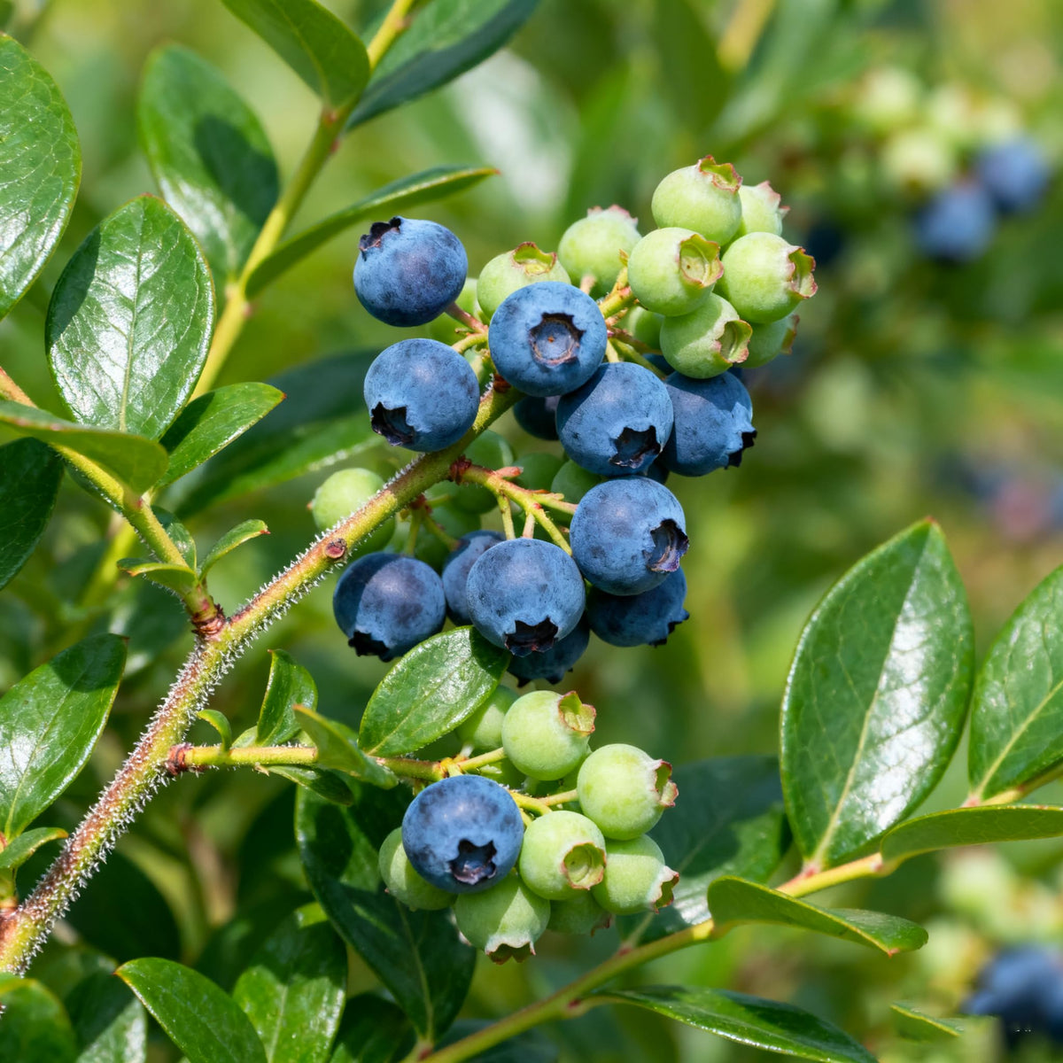 Generic Berry Seeds Kit blueberry seeds pack showcases reliable fruiting potential