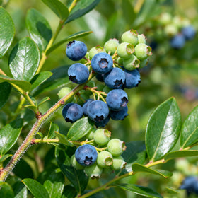 Generic Berry Seeds Kit blueberry seeds pack showcases reliable fruiting potential