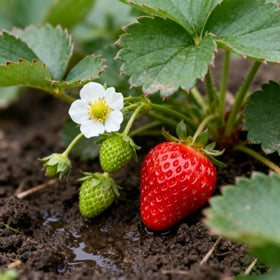 Generic Berry Seeds Kit germination guidelines card aids beginner growers