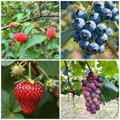 Generic Berry Seeds Kit grape seeds closeup for home garden growth potential