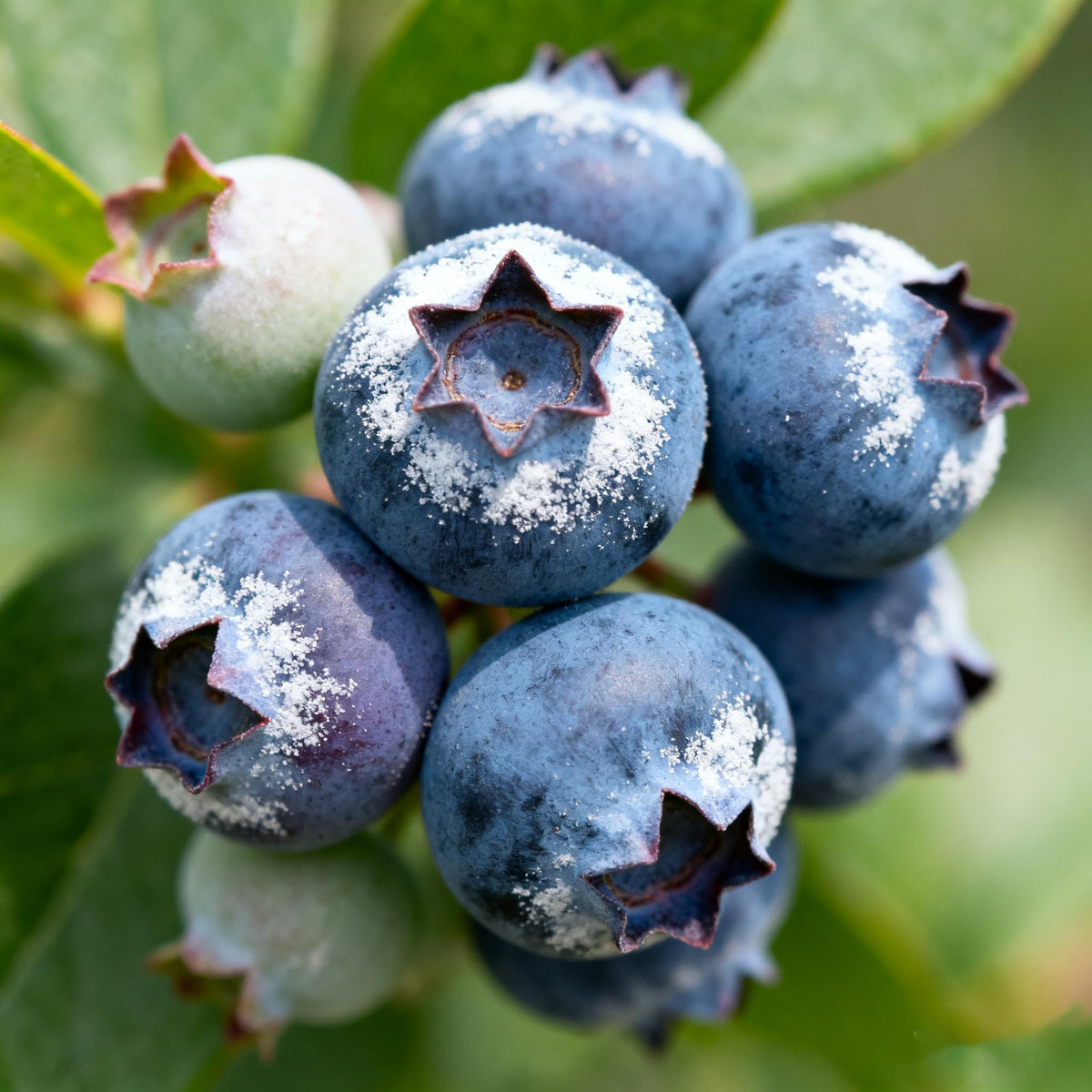 Generic Berry Seeds Kit non-GMO seeds promote homegrown fruit potential