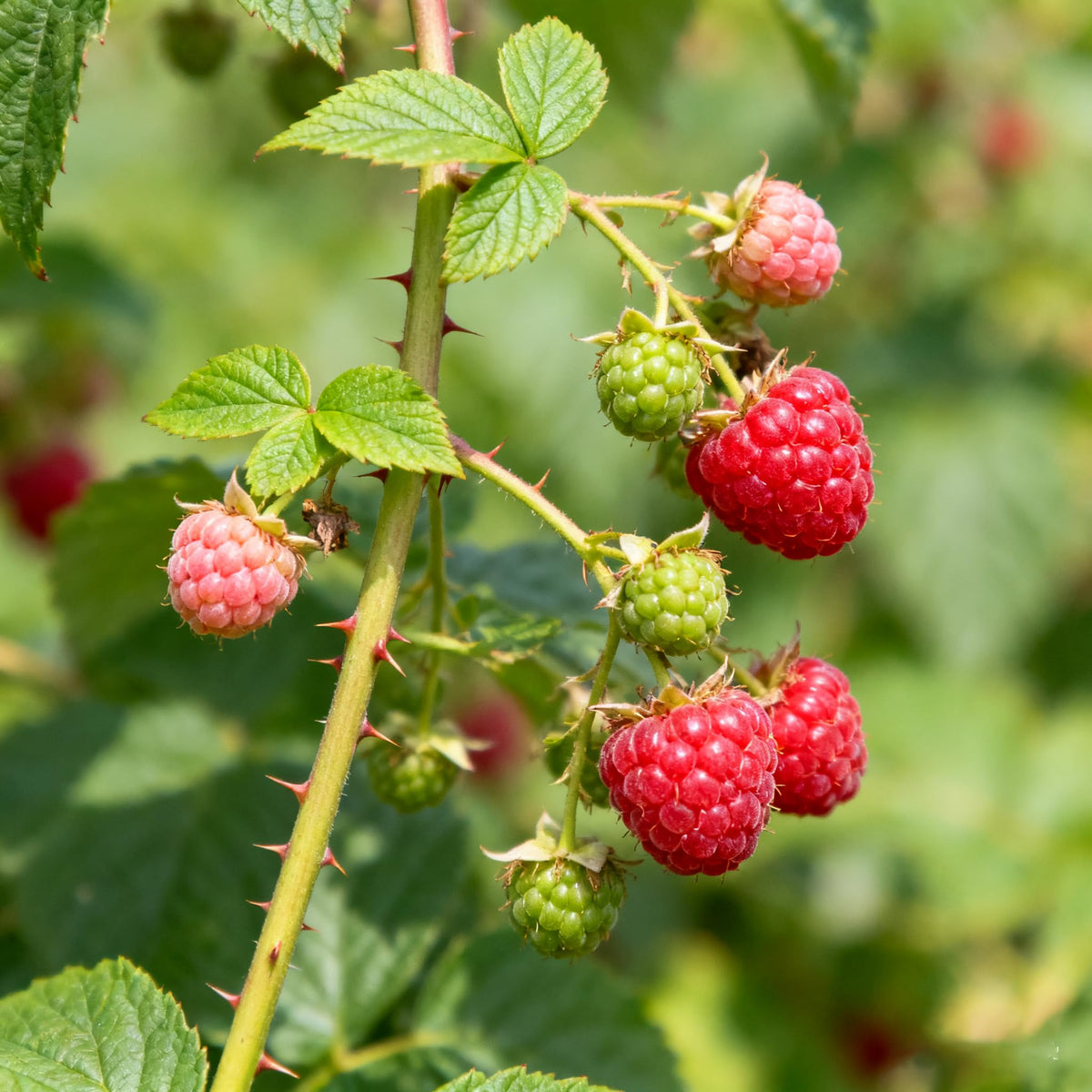 Generic Berry Seeds Kit raspberry seeds bunch highlights abundant berry production