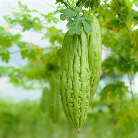 Generic Bitter Melon Seeds elongated fruits with bumpy skin.