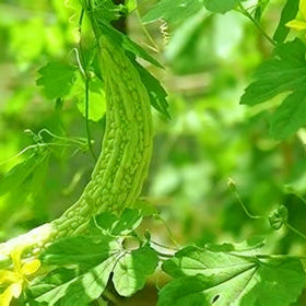 Generic Bitter Melon Seeds harvest window of 4-8 inch fruits.