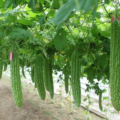 Generic Bitter Melon Seeds 30-pack for home garden planting.