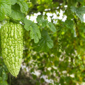 Generic Bitter Melon Seeds trellis-supported outdoor cultivation.