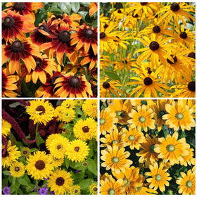 Generic Black Eyed Susan Seeds show bright blooms for vibrant garden color