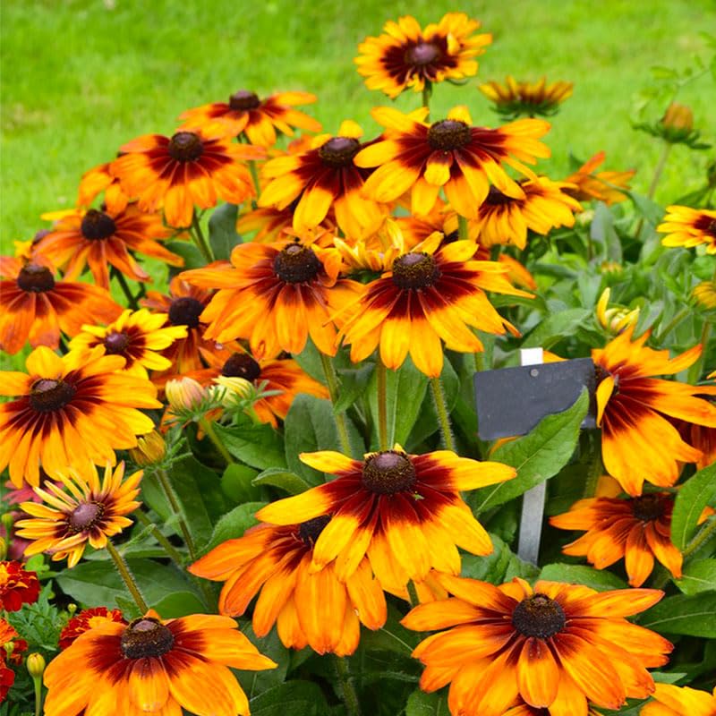 Generic Black Eyed Susan Seeds demonstrate drought-tolerant performance once established