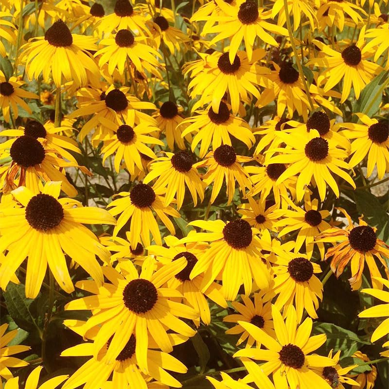 Generic Black Eyed Susan Seeds are easy to sow in spring or fall