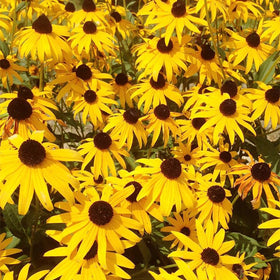 Generic Black Eyed Susan Seeds are easy to sow in spring or fall