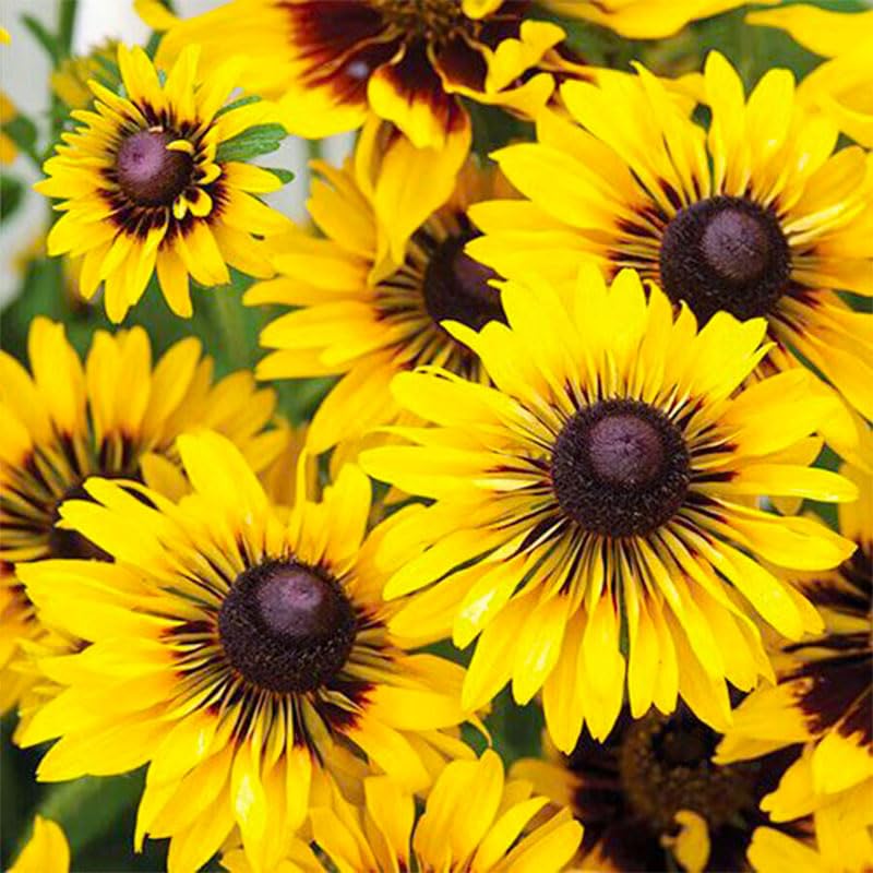 Generic Black Eyed Susan Seeds attract bees and butterflies in sunny borders