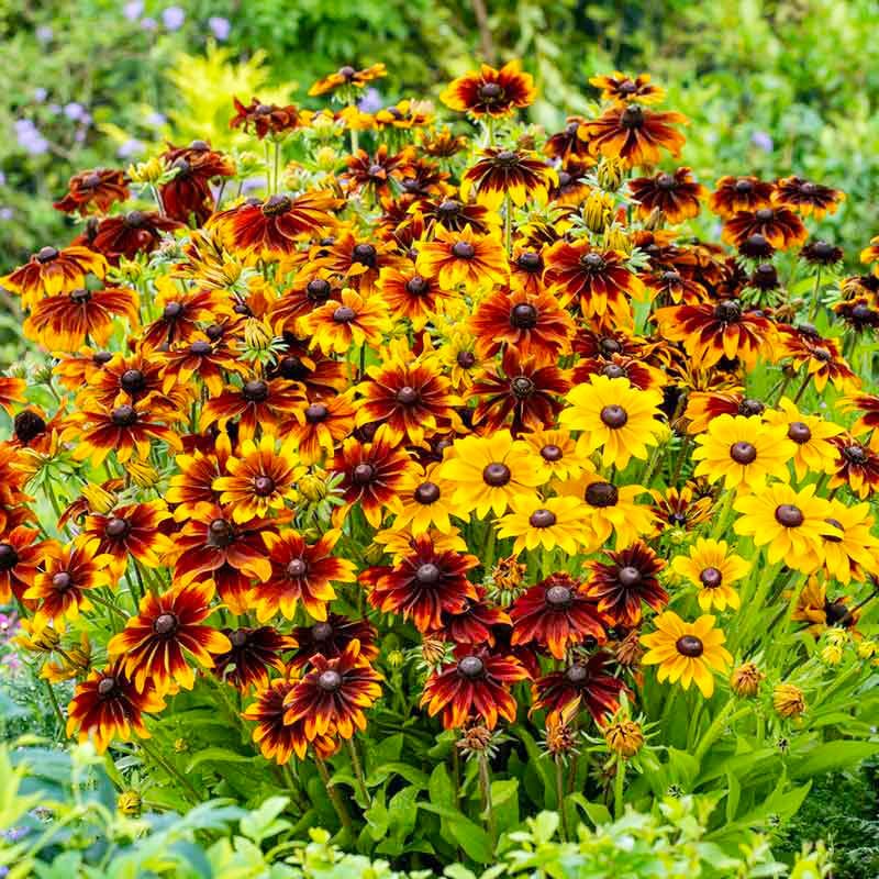 Generic Black Eyed Susan Seeds thrive in USDA zones 3-9 with full sun