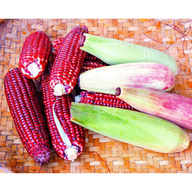 Generic Bloody Butcher corn cobs with pink-to-red hues for dramatic garden display