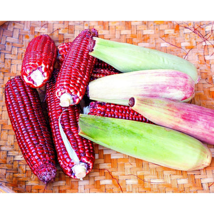 Generic Bloody Butcher corn cobs with pink-to-red hues for dramatic garden display