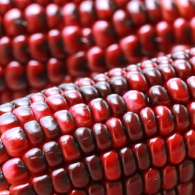 Generic Bloody Butcher ears yield 2-6 ears per plant for versatile harvests