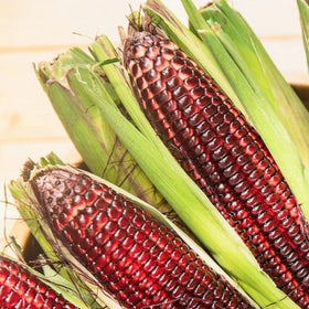 Generic Bloody Butcher seeds are non-GMO and open-pollinated for authentic gardening