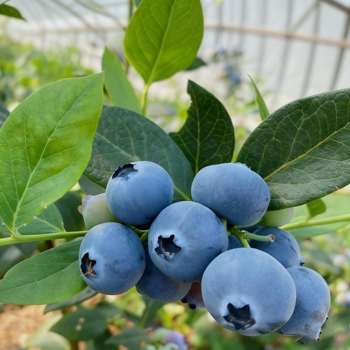Generic blueberry plant with berries showing homegrown flavor.