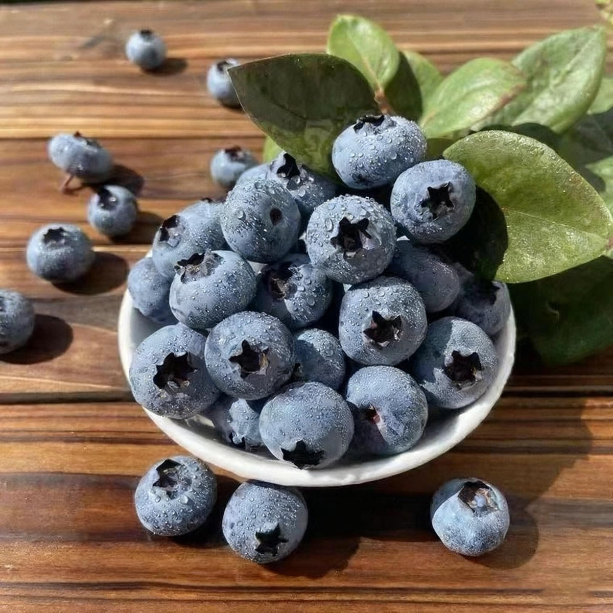 Generic blueberries thriving in a container for small-space gardens.