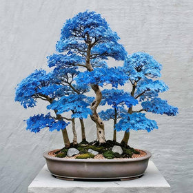 Generic bonsai maple seed bag for planting and garden shading.