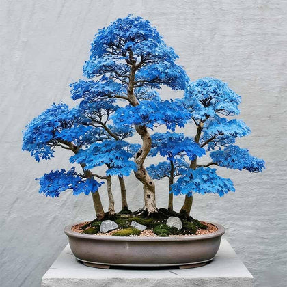 Generic bonsai maple seed bag for planting and garden shading.