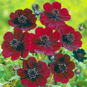 Generic cosmos border display adding dramatic perennial interest