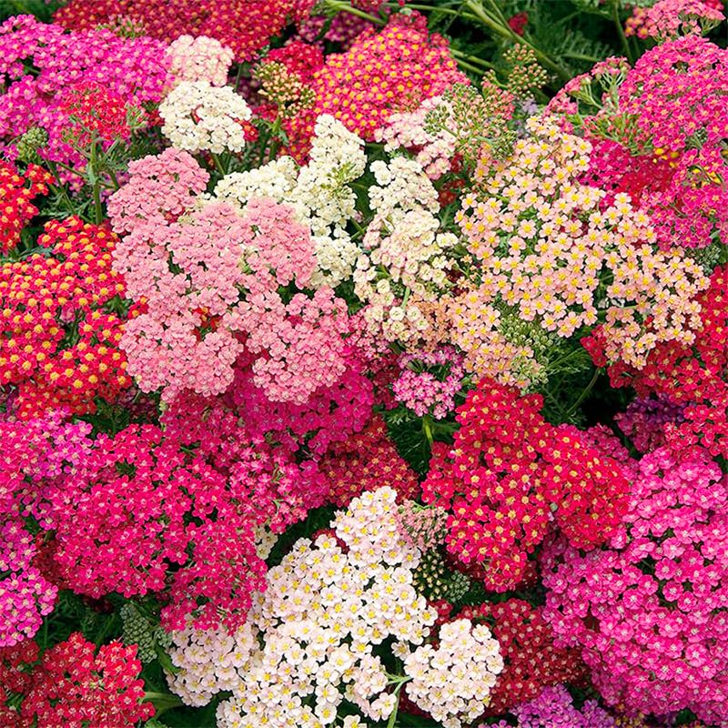 Generic border-ready yarrow for meadow-style borders and low-water landscaping.