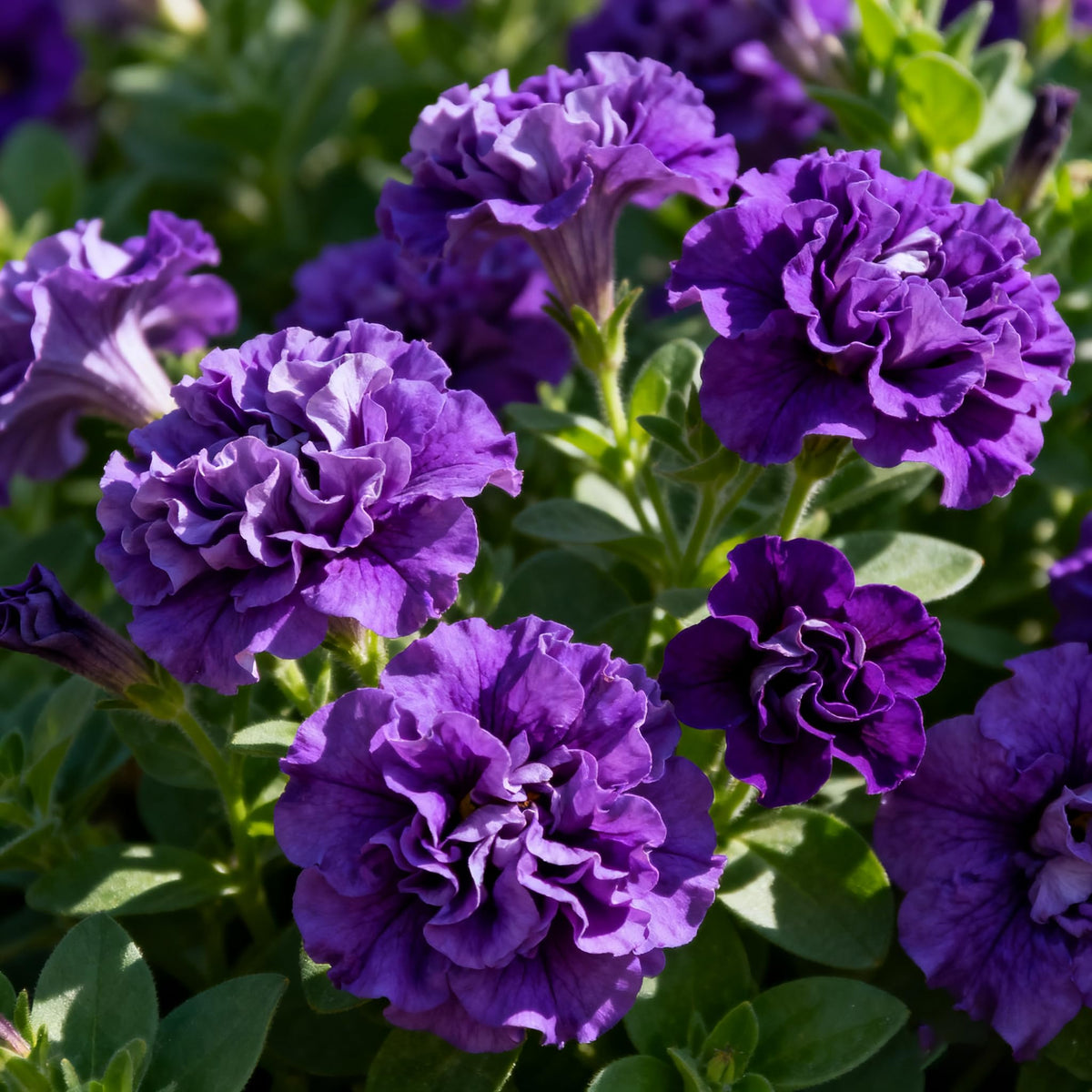 Generic Non-GMO Petunia seeds offer vibrant purple color for home gardens.