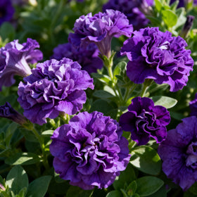 Generic Non-GMO Petunia seeds offer vibrant purple color for home gardens.