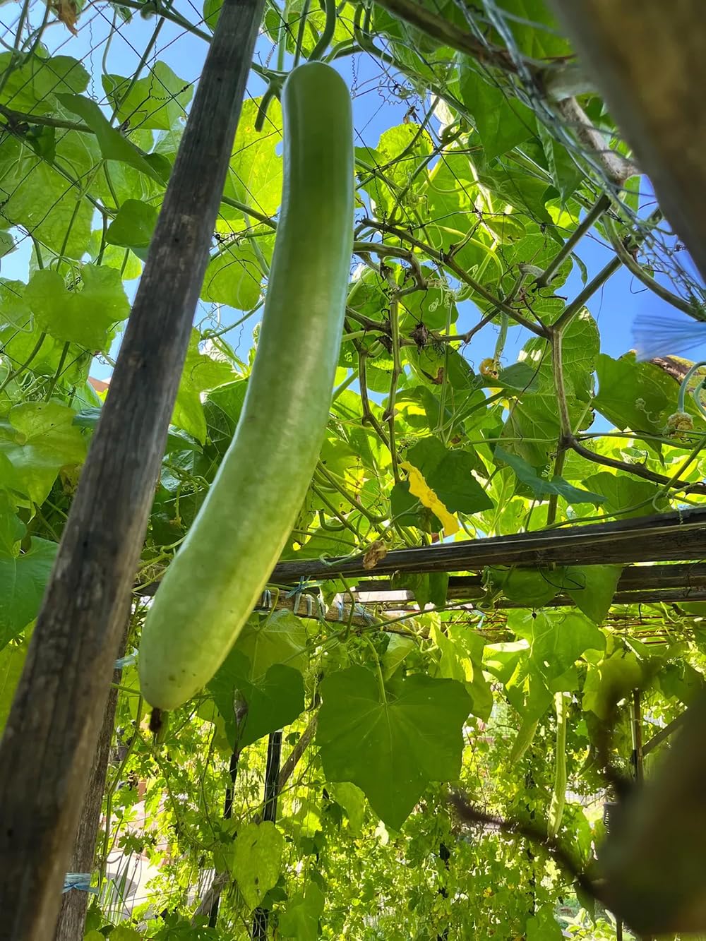 Generic Bottle Gourd climbing vine on a trellis for efficient vertical gardening.
