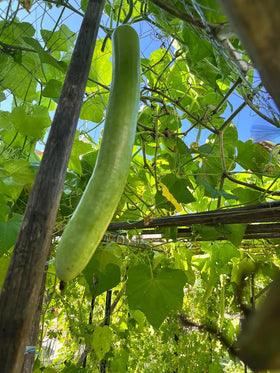 Generic Bottle Gourd climbing vine on a trellis for efficient vertical gardening.