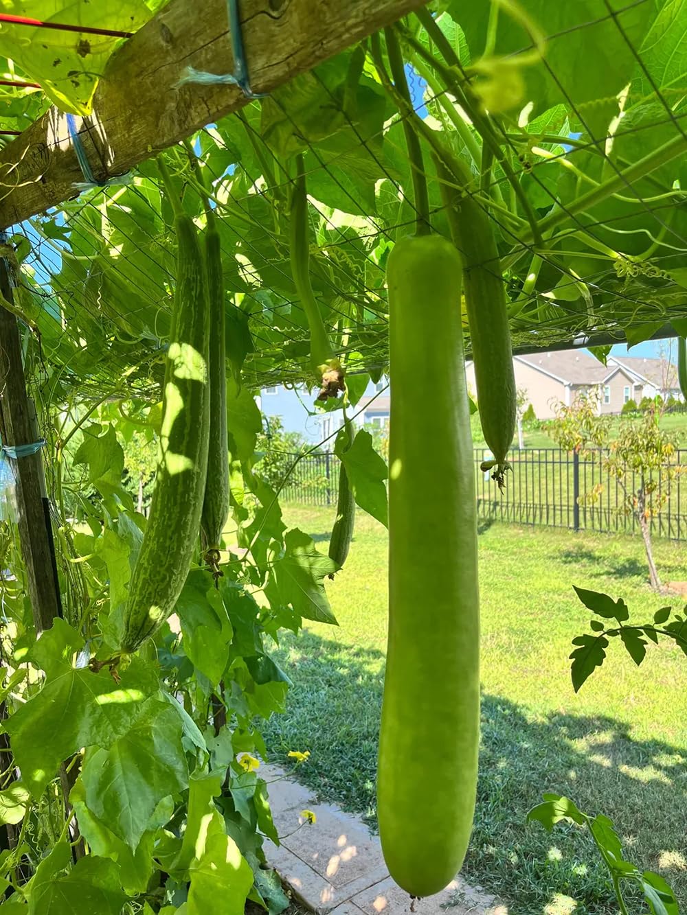 Fresh bottle gourds on the vine ready for harvest and everyday meals.