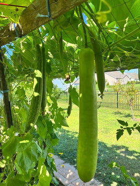 Fresh bottle gourds on the vine ready for harvest and everyday meals.