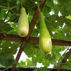 Garden setup with trellis and irrigation supports productive bottle gourds.