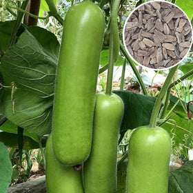 Generic Bottle Gourd long-fruiting vine thriving in a home garden for versatile harvest.