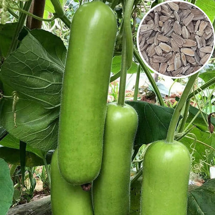 Generic Bottle Gourd long-fruiting vine thriving in a home garden for versatile harvest.