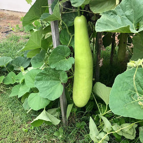 Non-GMO heirloom seeds ideal for home gardeners seeking reliable harvest.