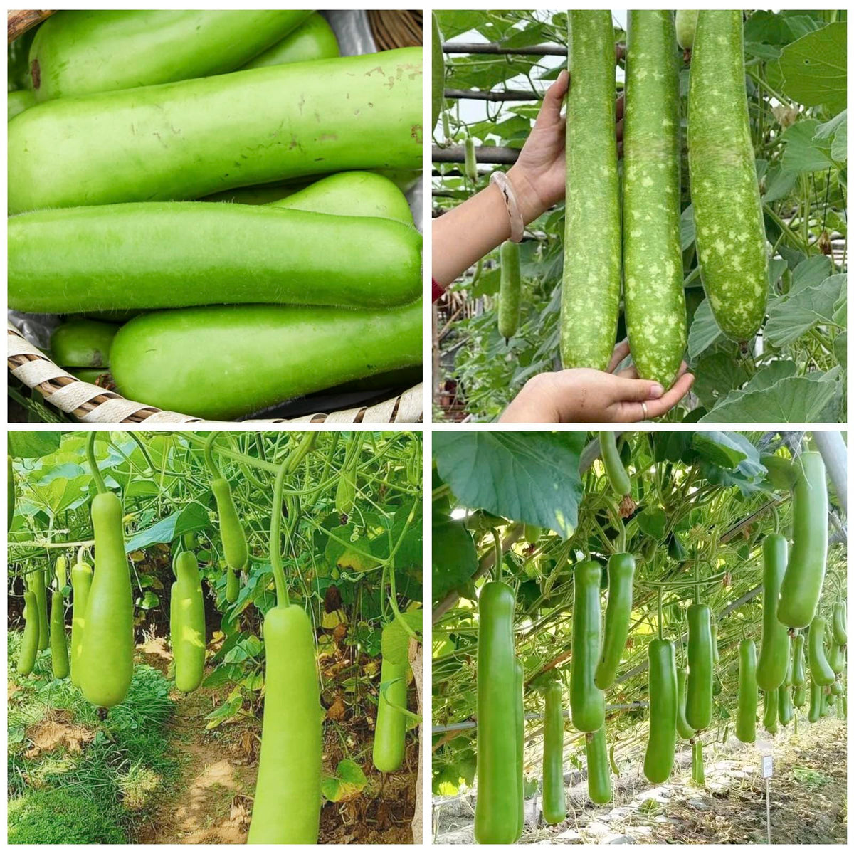 Generic bottle gourd seeds sprouting in fertile soil supporting healthy climbing growth.