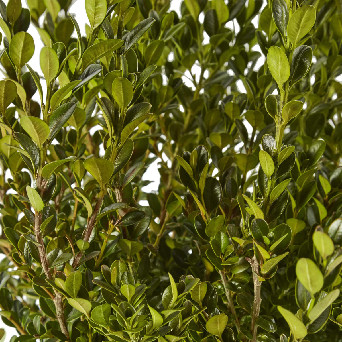 Generic Boxwood Wintergreen bark texture shows hardy growth in cold climates