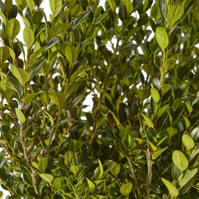 Generic Boxwood Wintergreen bark texture shows hardy growth in cold climates