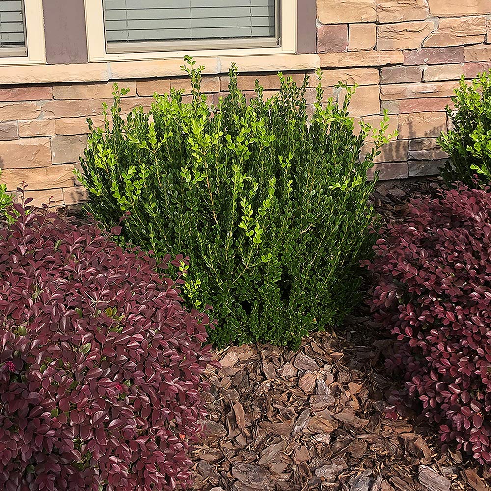 Generic Boxwood Wintergreen container-planting ready shrub for patio privacy