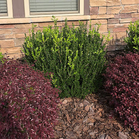 Generic Boxwood Wintergreen container-planting ready shrub for patio privacy