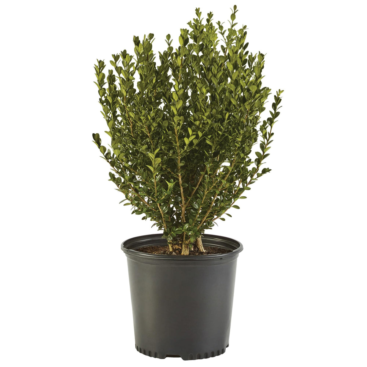 Generic Boxwood Wintergreen leaf detail for dense evergreen color