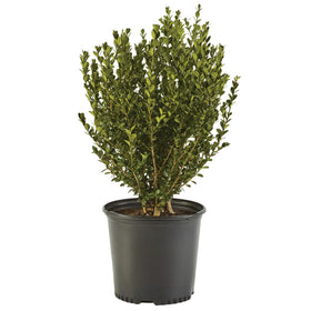 Generic Boxwood Wintergreen leaf detail for dense evergreen color