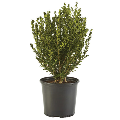 Generic Boxwood Wintergreen leaf detail for dense evergreen color